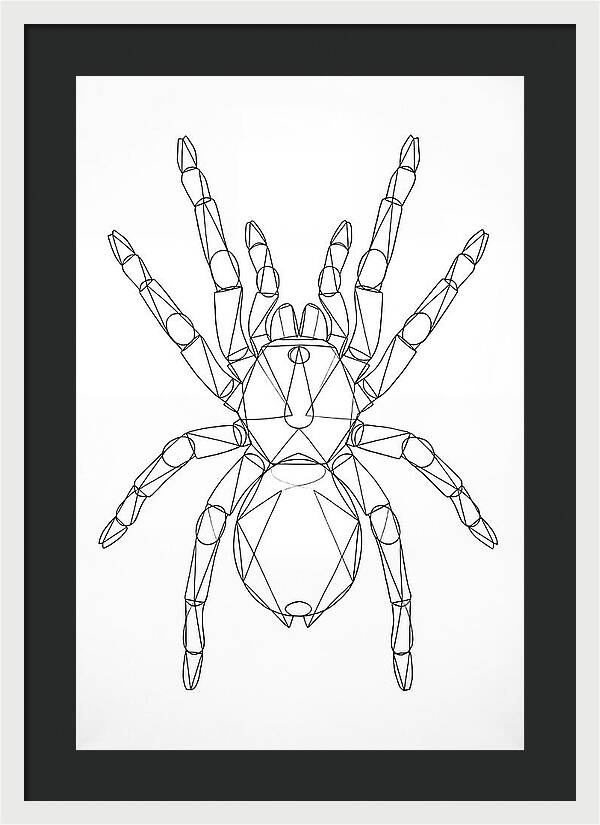 Tarantula Minimalist