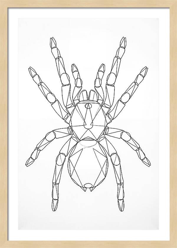 Tarantula Minimalist