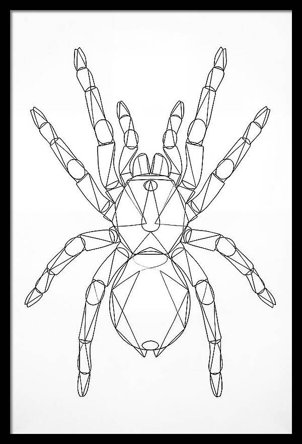 Tarantula Minimalist