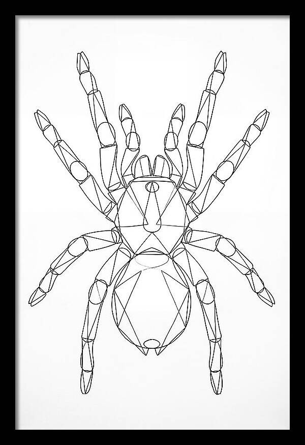 Tarantula Minimalist