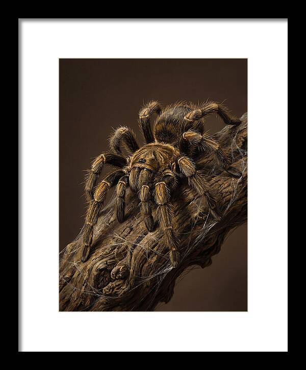 Tarantula On A Branch