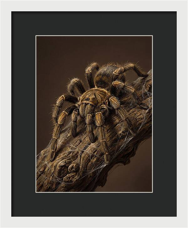 Tarantula On A Branch