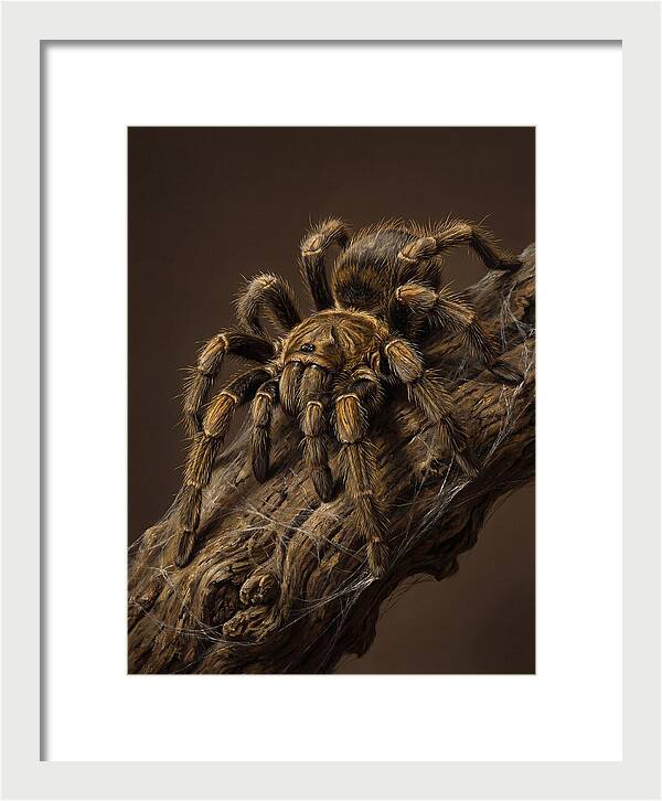 Tarantula On A Branch