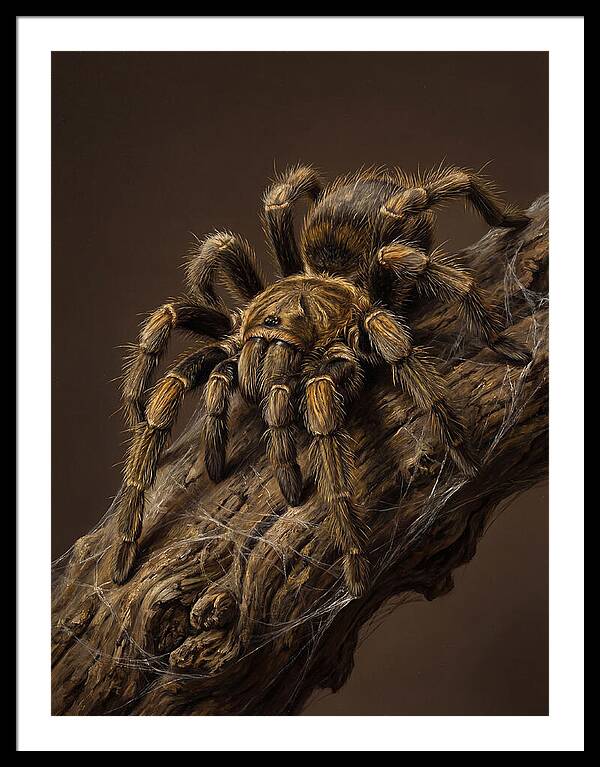 Tarantula On A Branch
