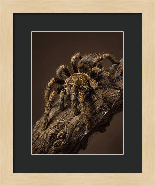 Tarantula On A Branch