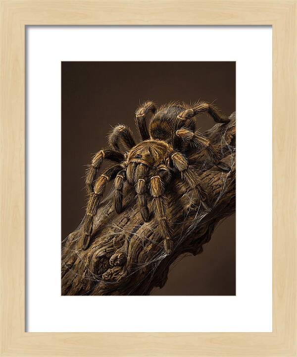 Tarantula On A Branch