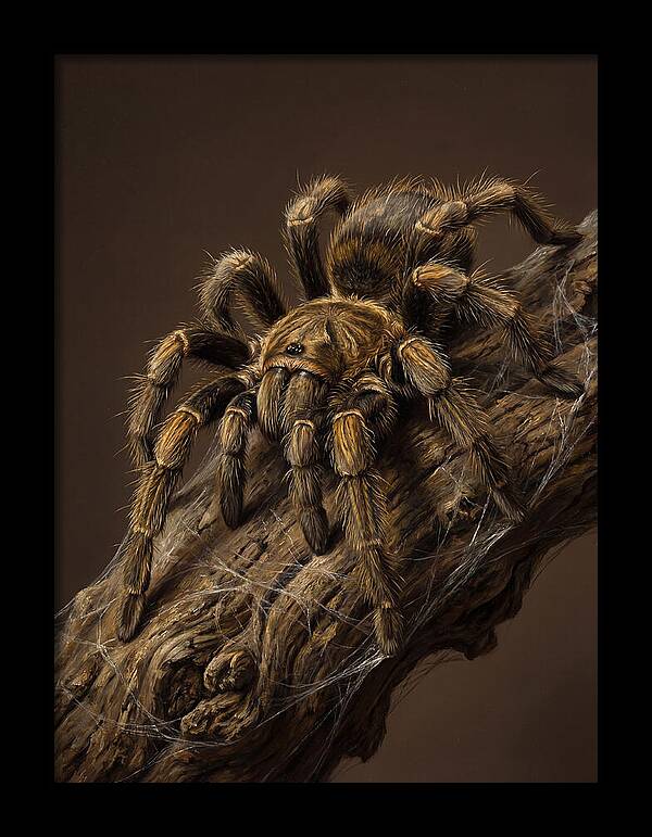 Tarantula On A Branch