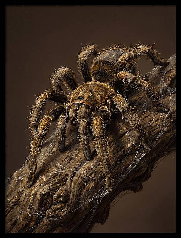 Tarantula On A Branch
