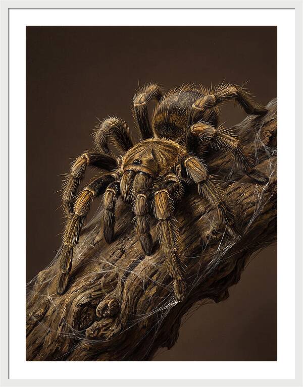 Tarantula On A Branch