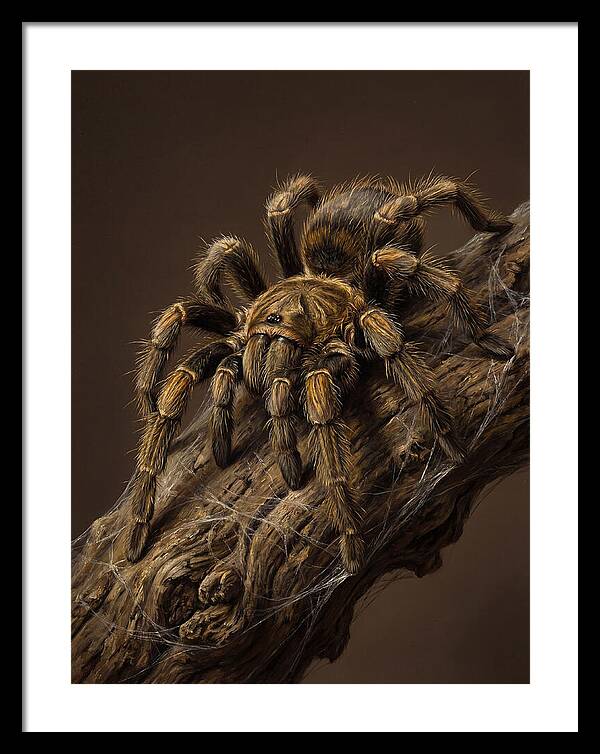 Tarantula On A Branch