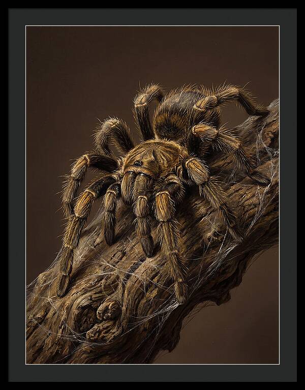 Tarantula On A Branch