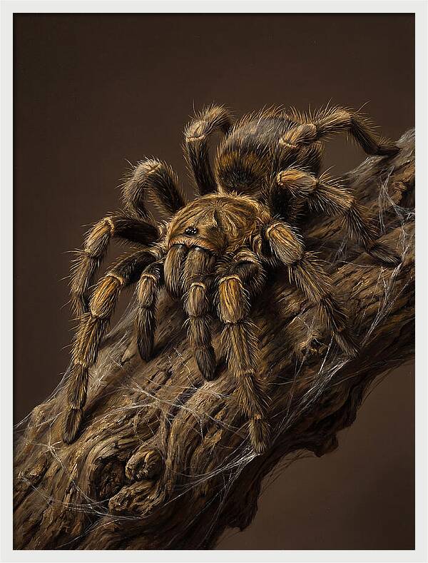 Tarantula On A Branch