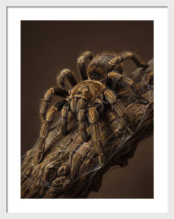 Tarantula On A Branch
