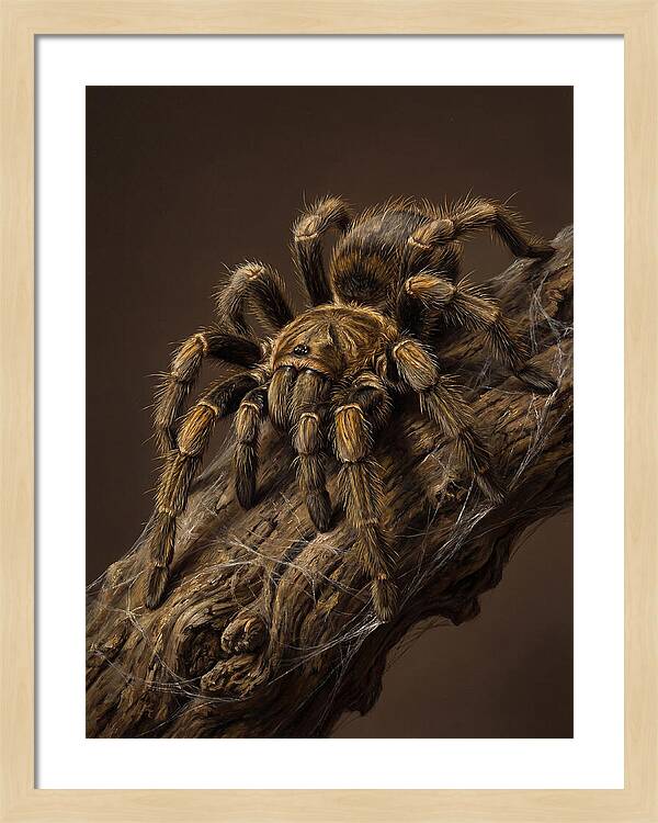 Tarantula On A Branch