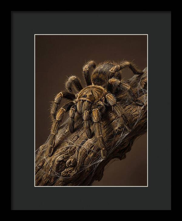 Tarantula On A Branch