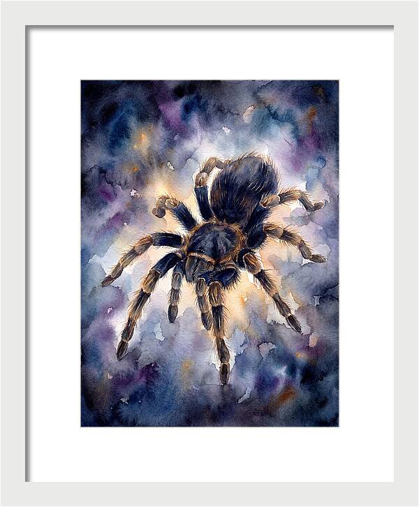Tarantula Watercolor Exploration