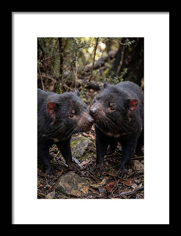 Tasmanian Devil Companions