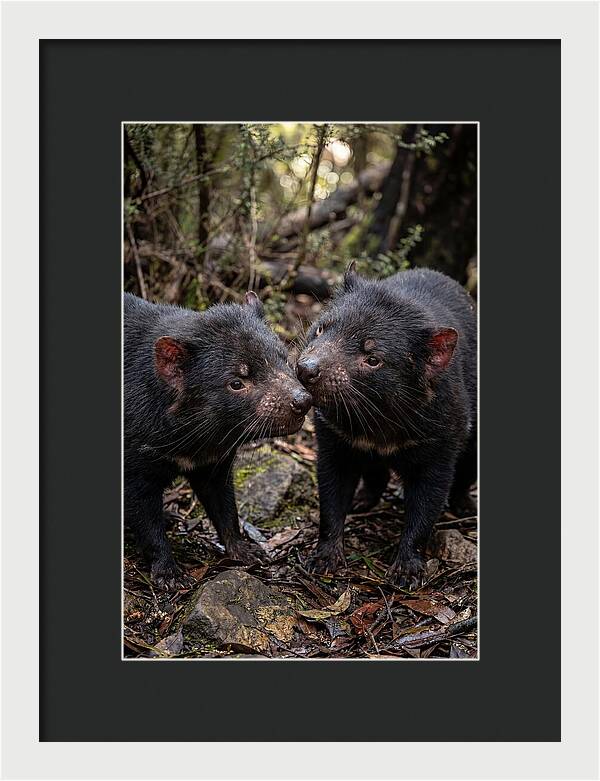 Tasmanian Devil Companions