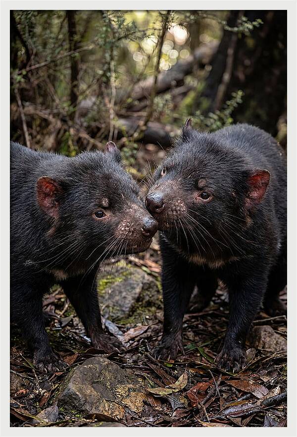 Tasmanian Devil Companions
