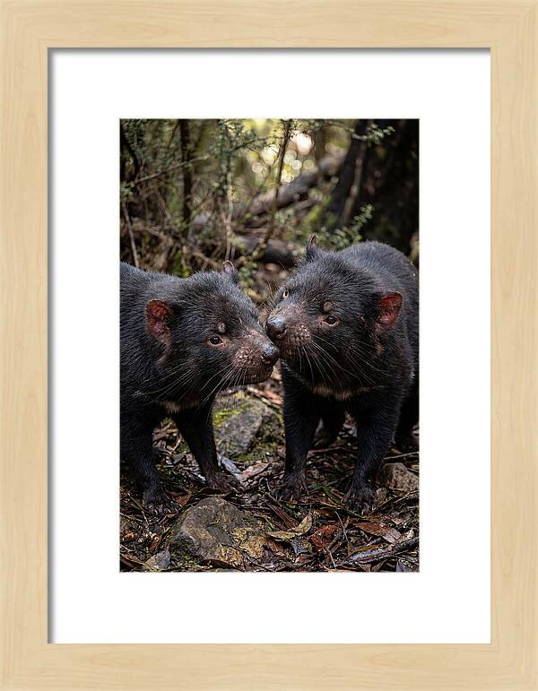 Tasmanian Devil Companions