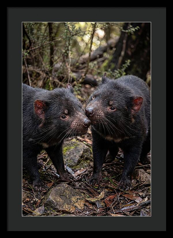 Tasmanian Devil Companions