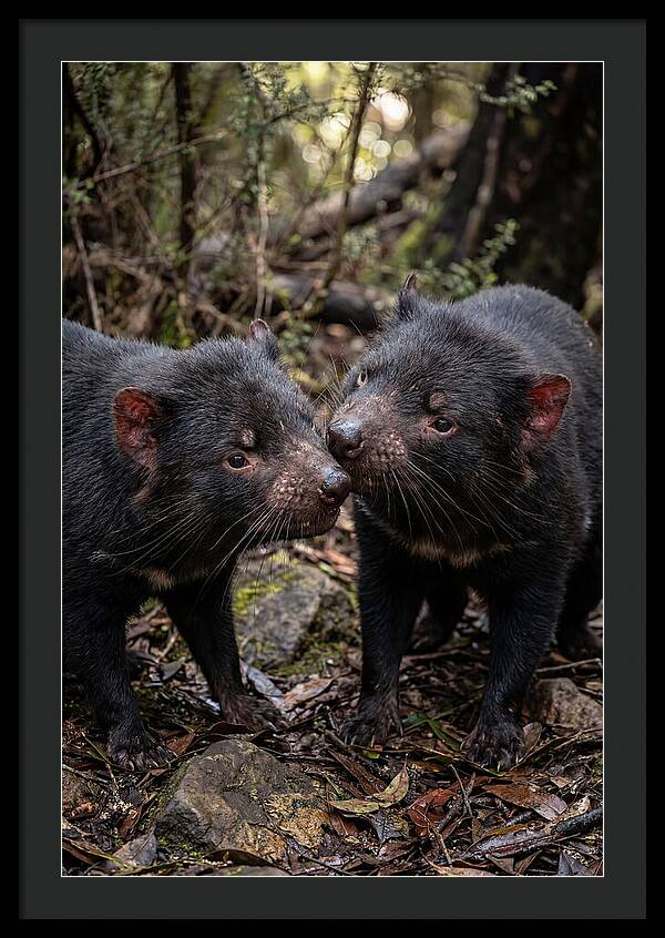 Tasmanian Devil Companions