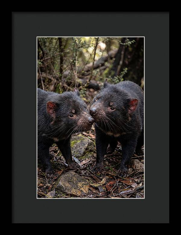 Tasmanian Devil Companions