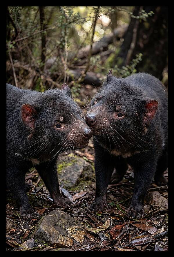 Tasmanian Devil Companions