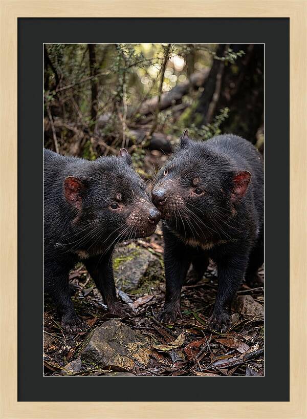 Tasmanian Devil Companions