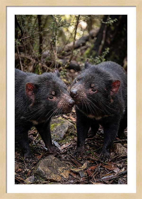 Tasmanian Devil Companions