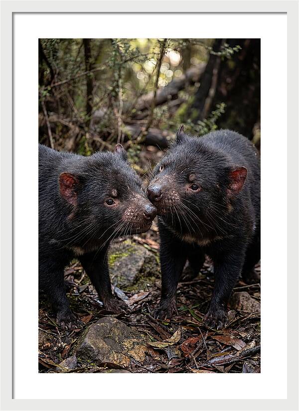 Tasmanian Devil Companions