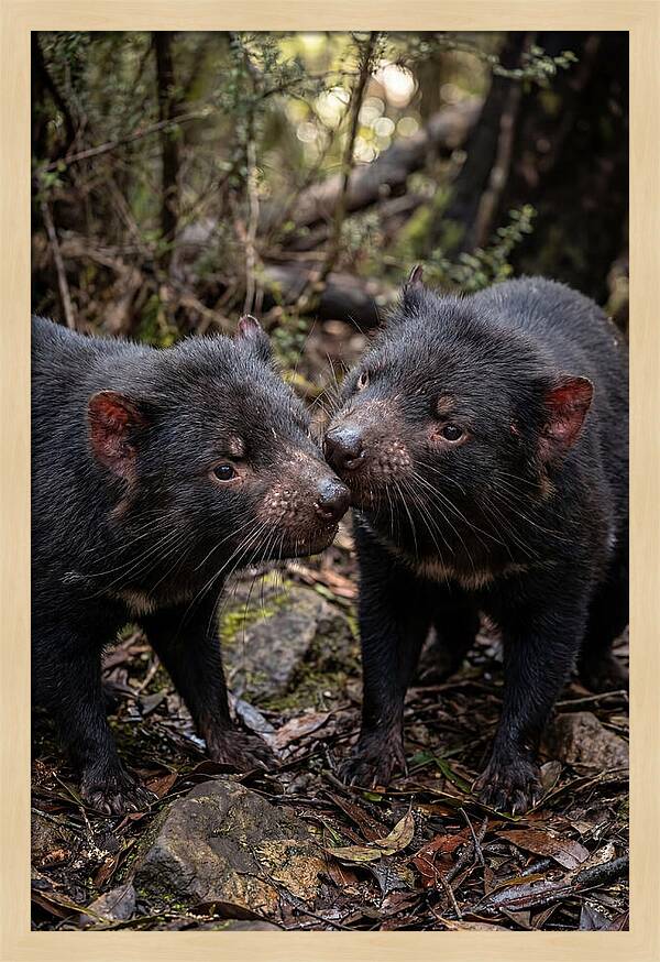 Tasmanian Devil Companions