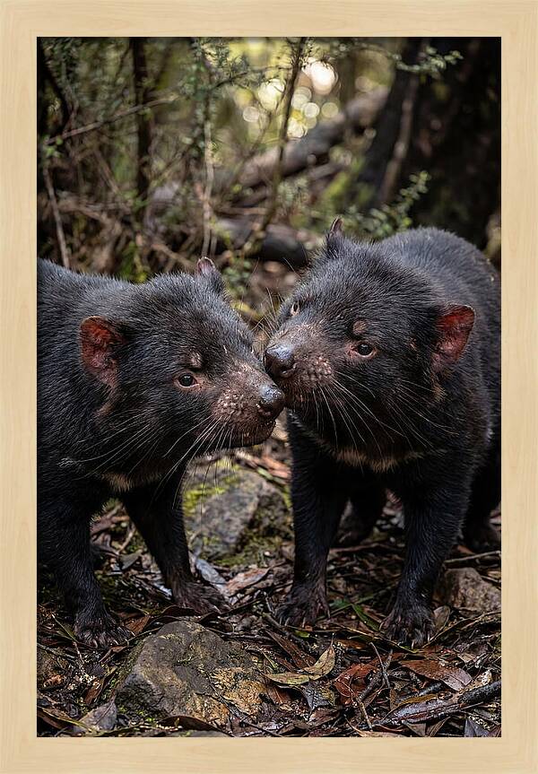 Tasmanian Devil Companions