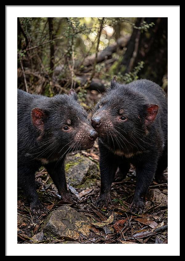 Tasmanian Devil Companions