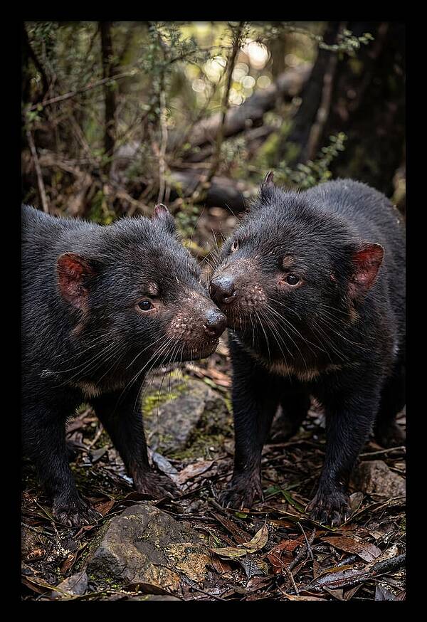 Tasmanian Devil Companions