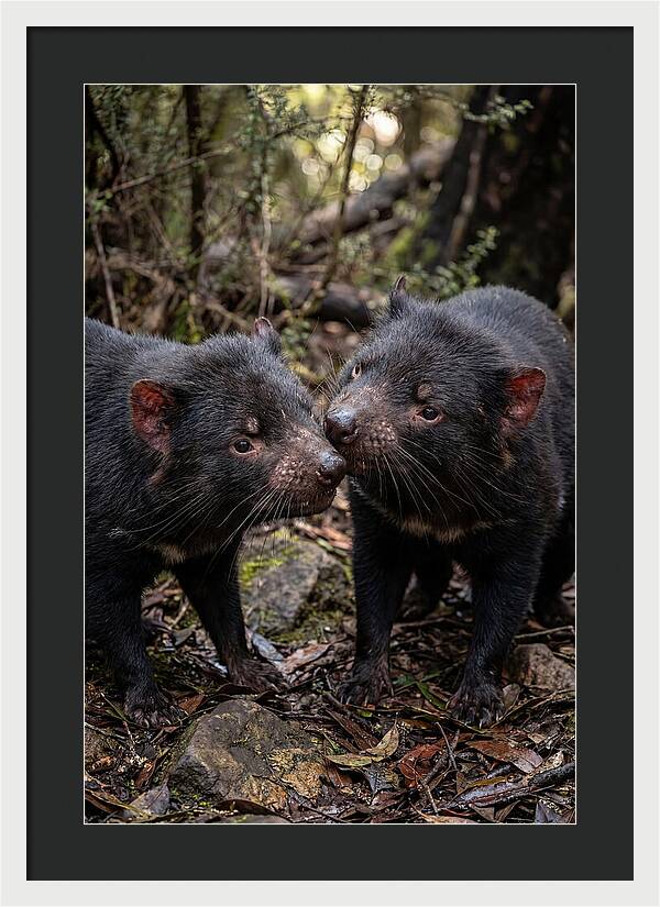 Tasmanian Devil Companions