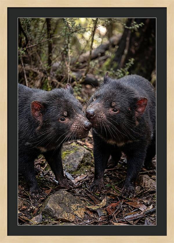 Tasmanian Devil Companions