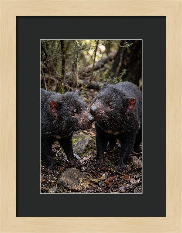 Tasmanian Devil Companions