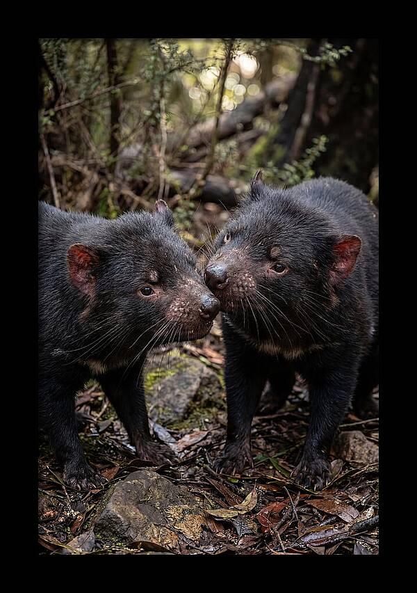 Tasmanian Devil Companions