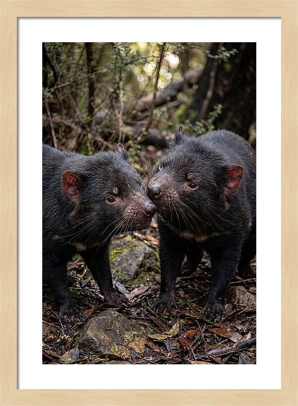 Tasmanian Devil Companions