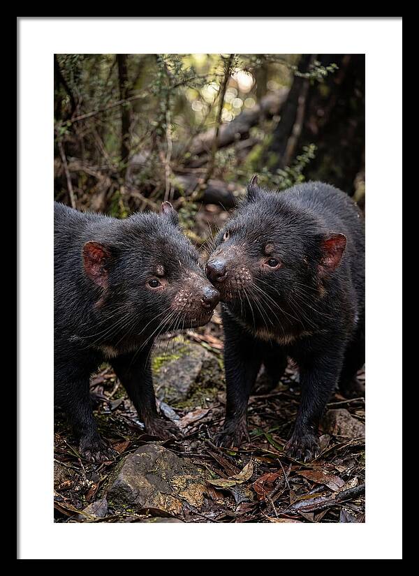 Tasmanian Devil Companions