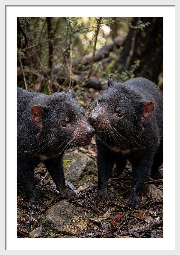 Tasmanian Devil Companions