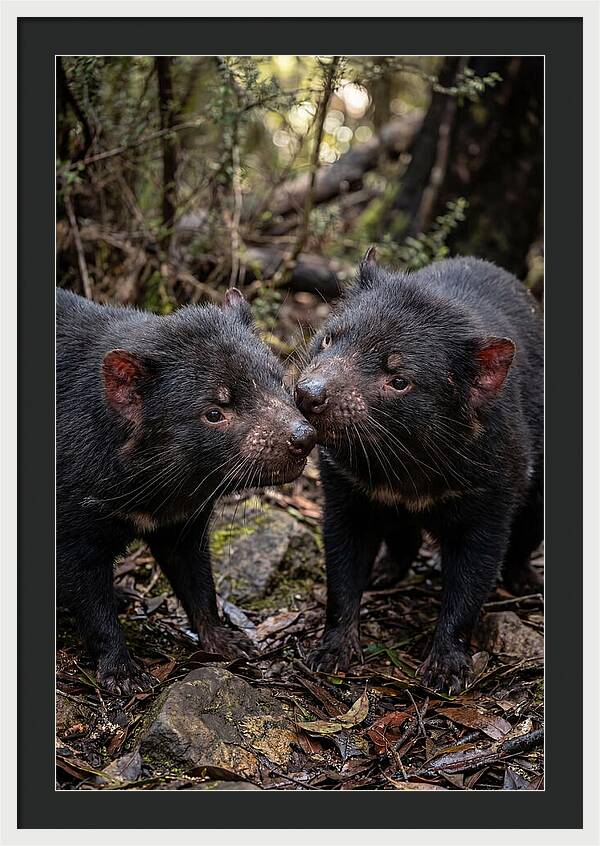 Tasmanian Devil Companions