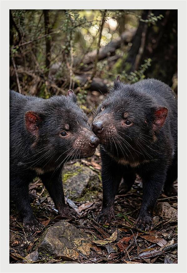 Tasmanian Devil Companions