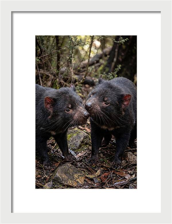 Tasmanian Devil Companions