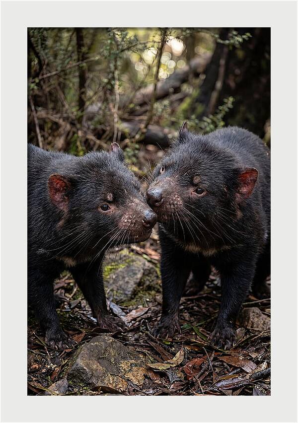 Tasmanian Devil Companions