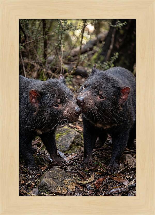 Tasmanian Devil Companions