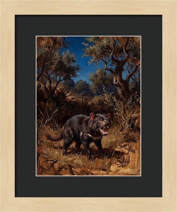 Tasmanian Devil In The Wild