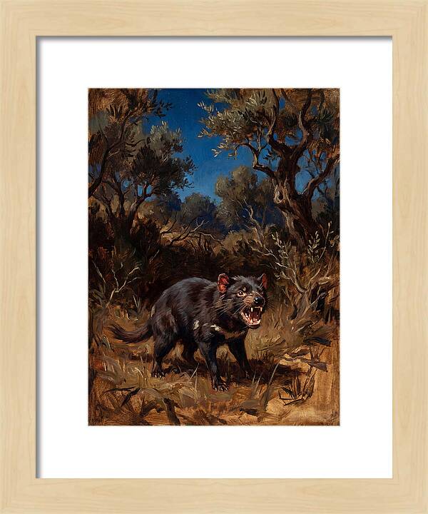 Tasmanian Devil In The Wild