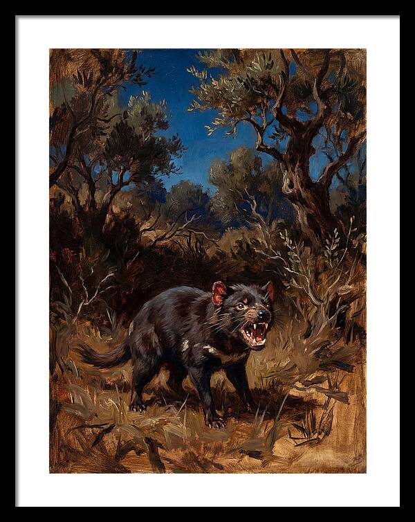 Tasmanian Devil In The Wild